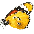 butterfly image